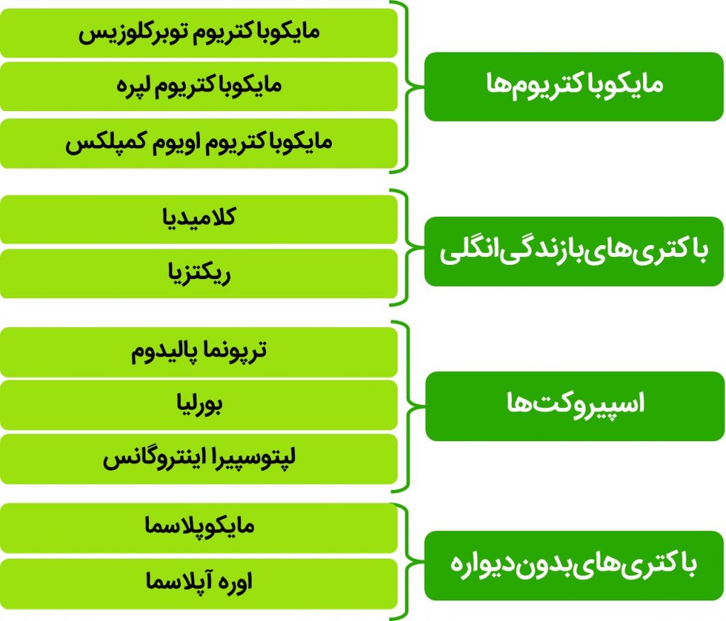 سایر باکتری ها