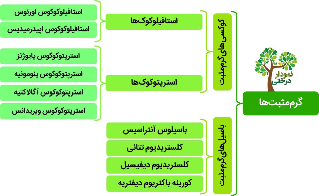 باکتری های گرم مثبت