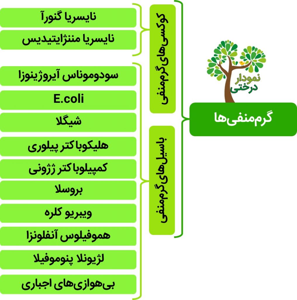 باکتری های گرم منفی